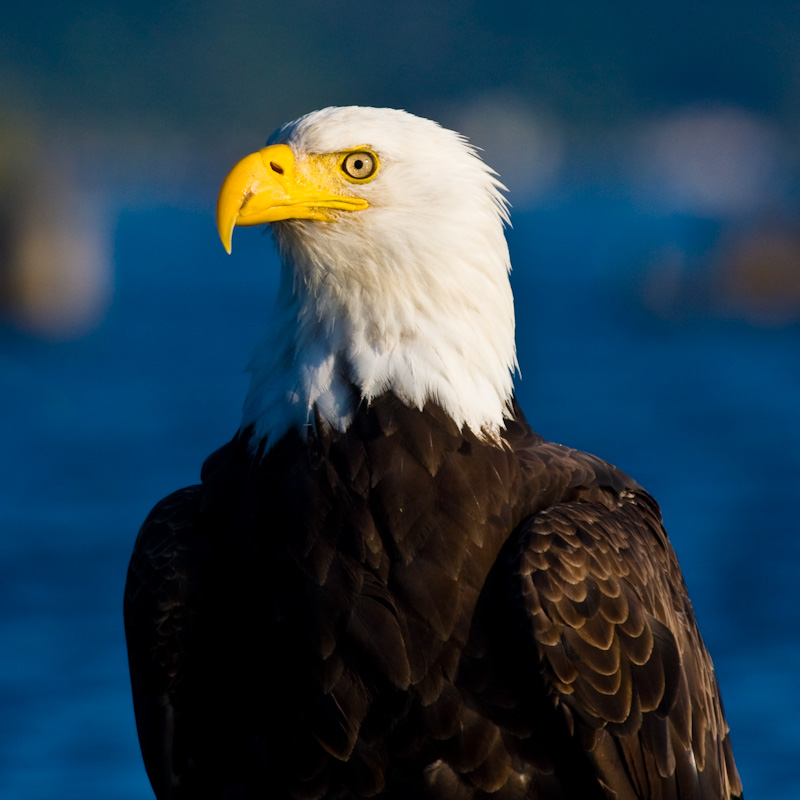 Bald Eagle